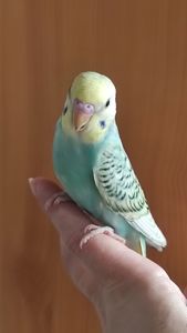Радужные попугайчики