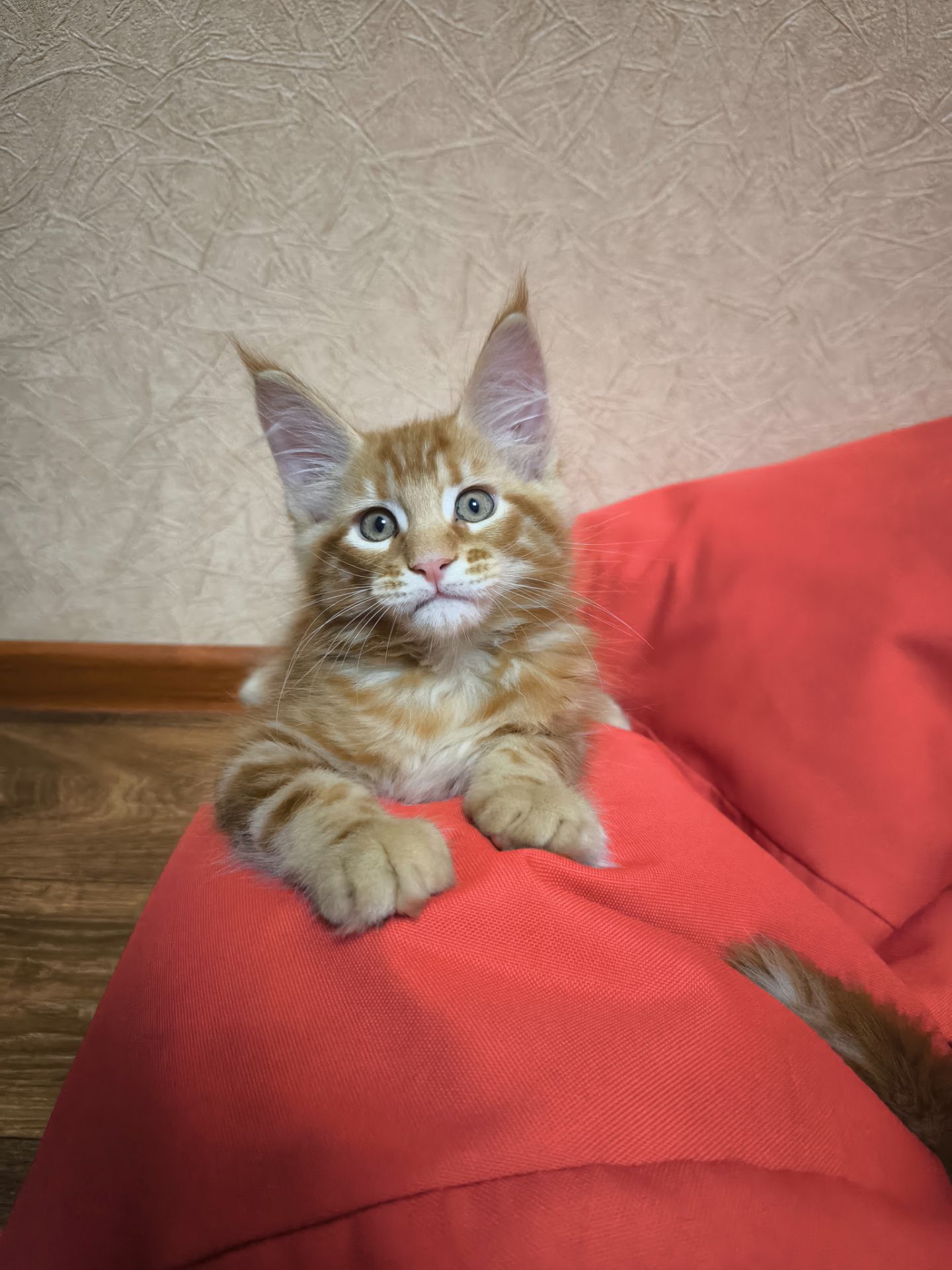 Коти Мейн-Куни