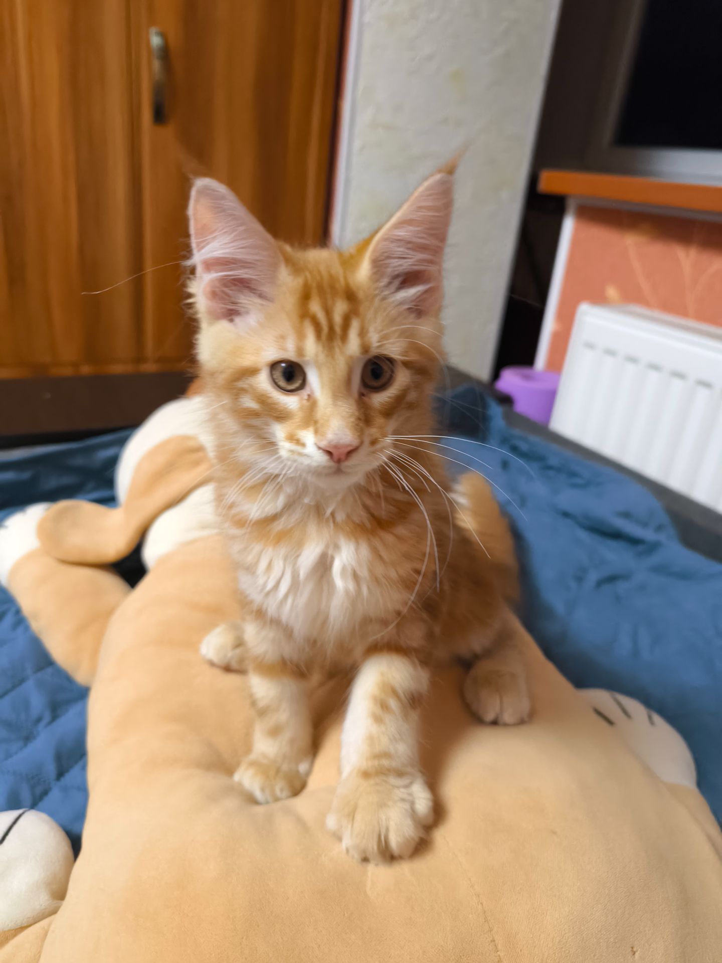 Коти Мейн-Куни