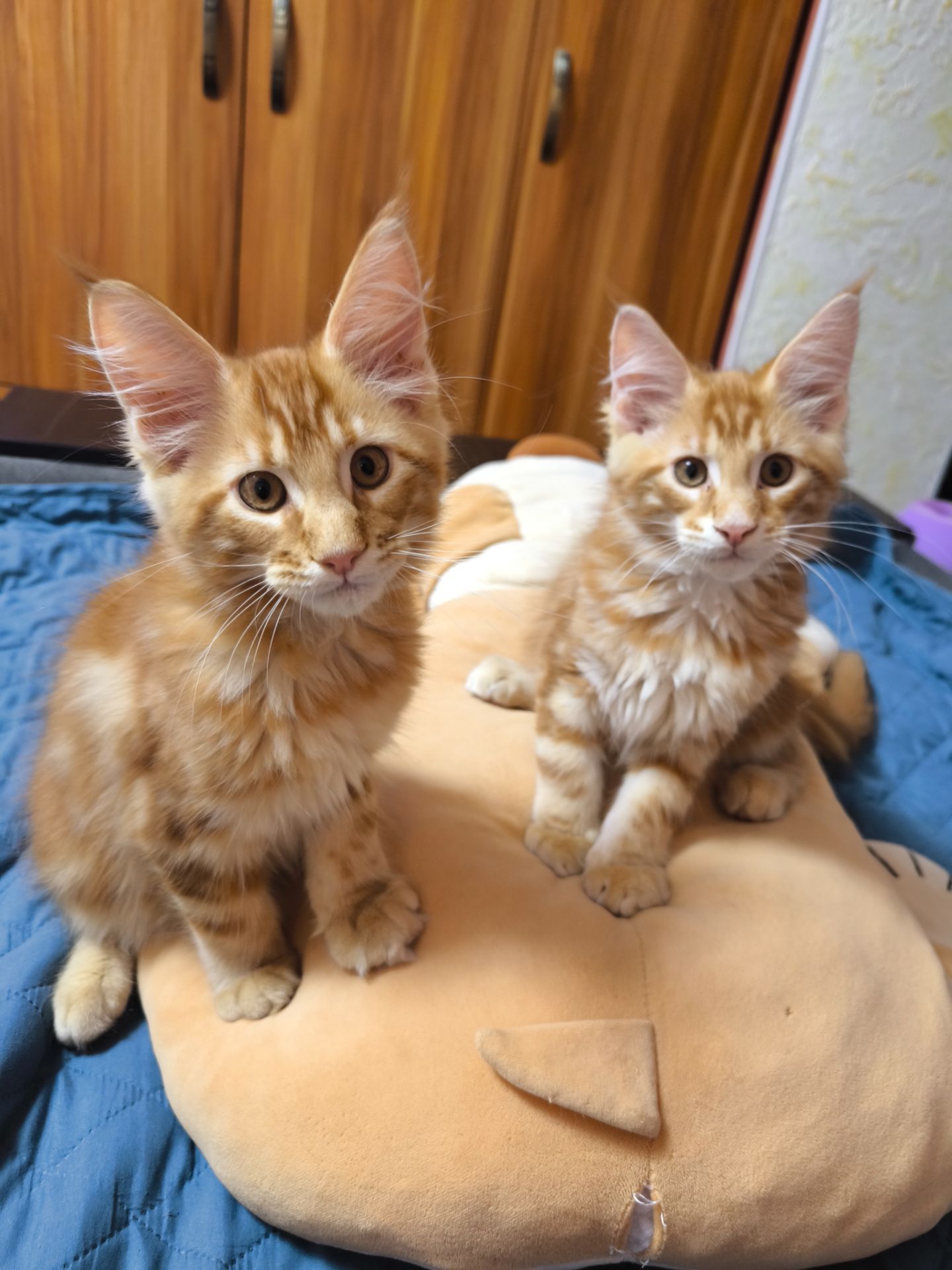 Коти Мейн-Куни
