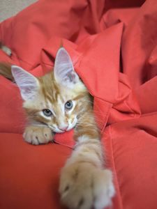Коти Мейн-Куни