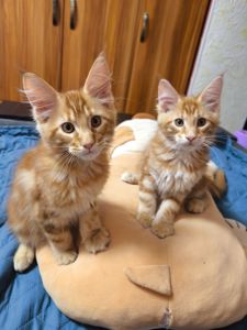 Коти Мейн-Куни