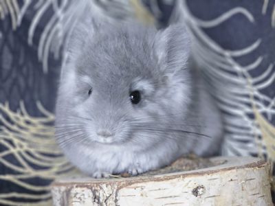 Шиншилла Мальчик 2 мес. Фиолетовая Ангора 50Носитель Сапфира!