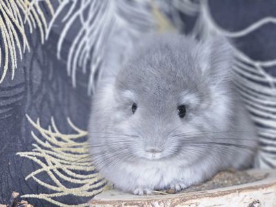 Шиншилла Мальчик 2 мес. Фиолетовая Ангора 50Носитель Сапфира!