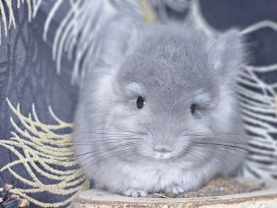 Шиншилла Мальчик 2 мес. Фиолетовая Ангора 50Носитель Сапфира!