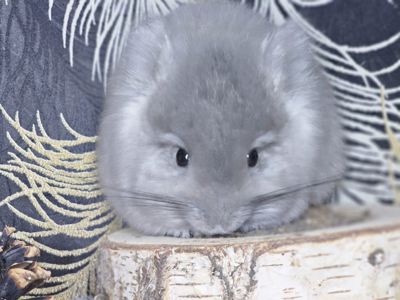 Шиншилла Мальчик 2 мес. Фиолетовая Ангора 50Носитель Сапфира!