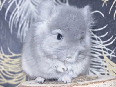 Шиншилла Мальчик 2 мес. Фиолетовая Ангора 50Носитель Сапфира!