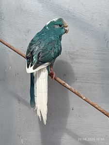 какарики