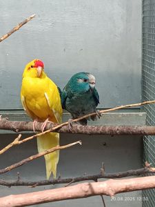 какарики