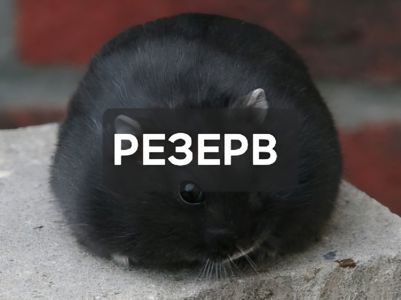 Доросла хомочка