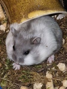 Білий невеличкий хом'як