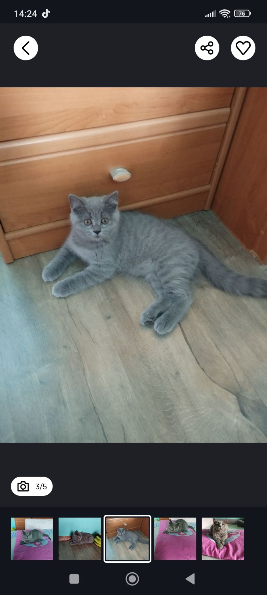 Кошенятко шотландочка