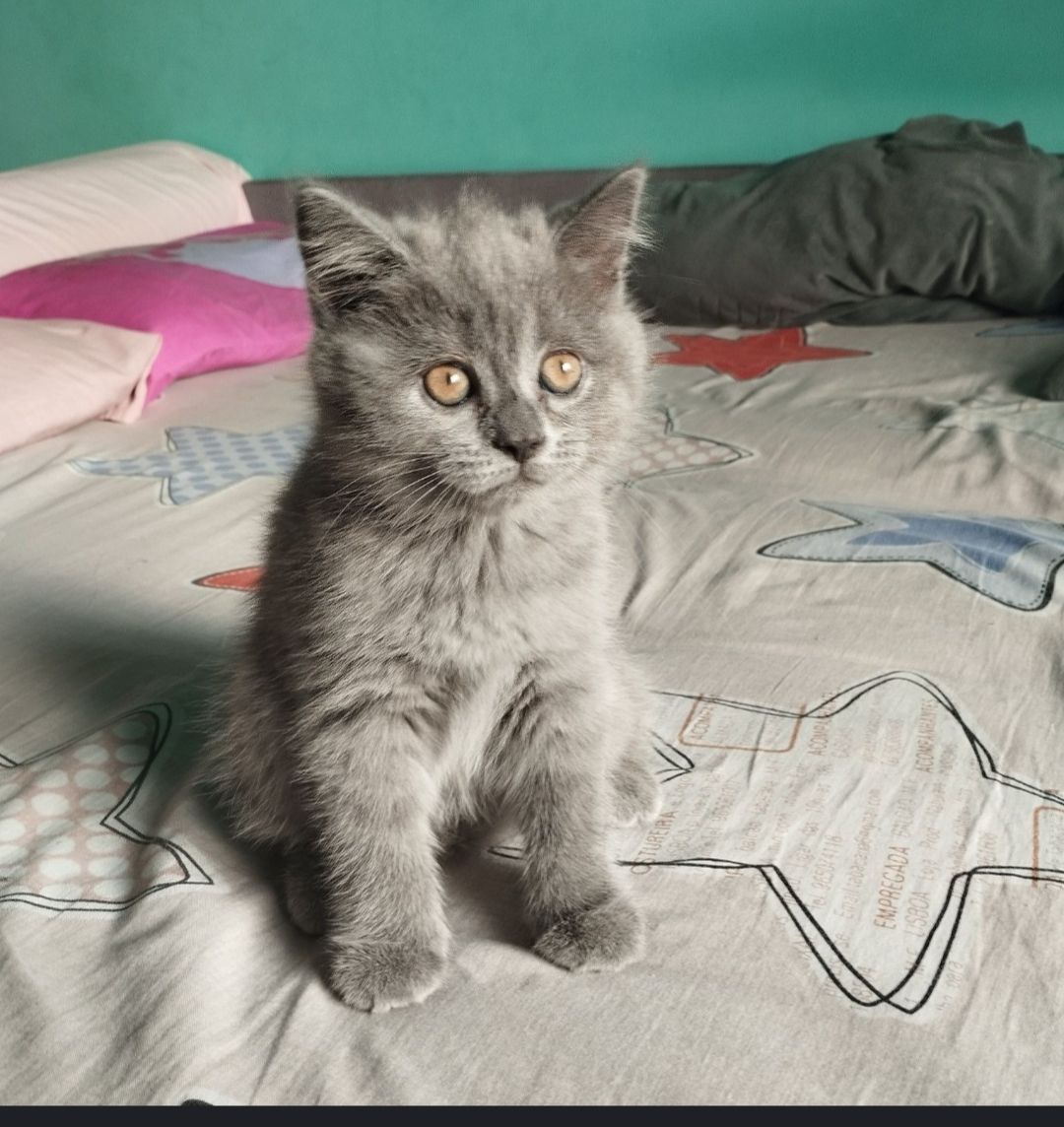 Кошенятко шотландочка