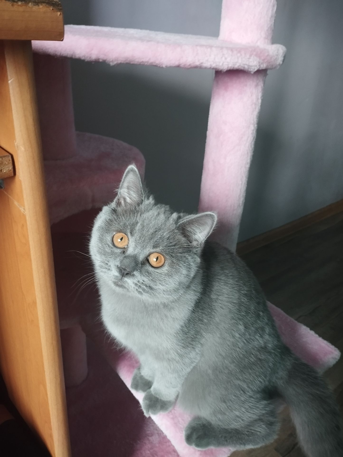 Кошенятко шотландочка