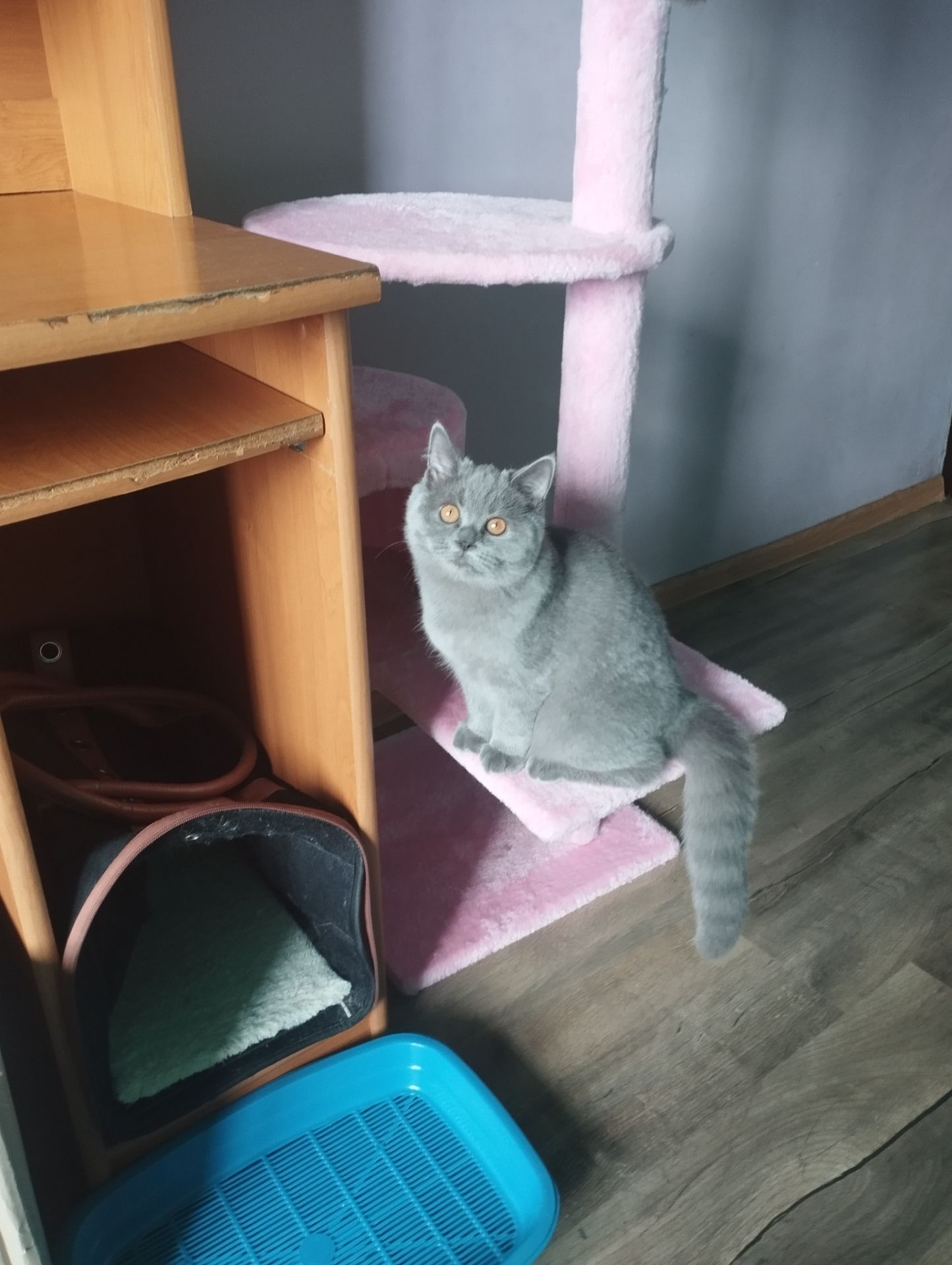 Кошенятко шотландочка