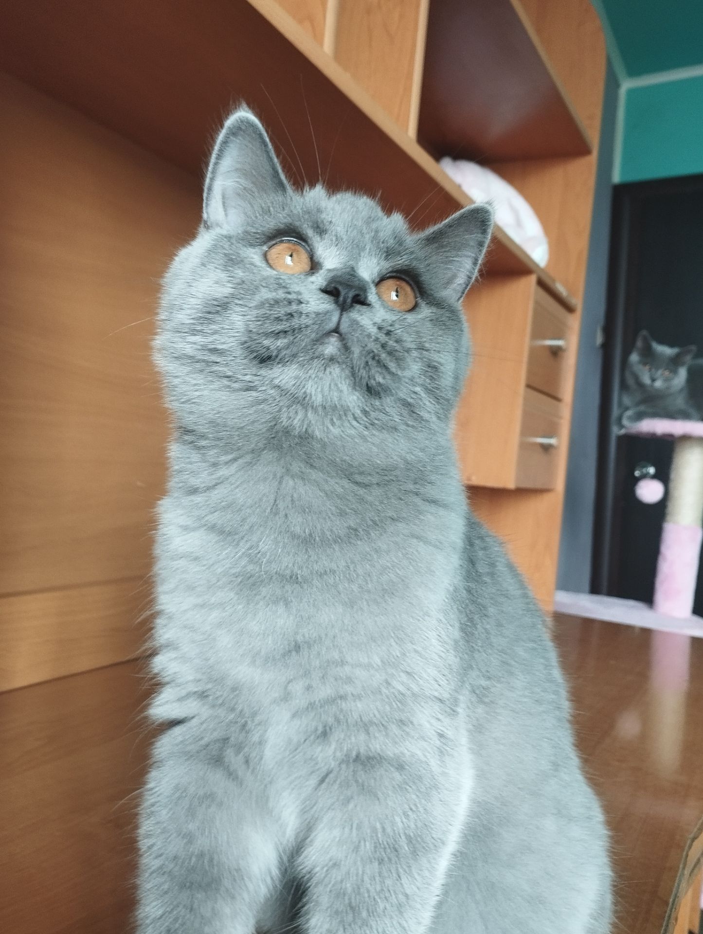 Кошенятко шотландочка