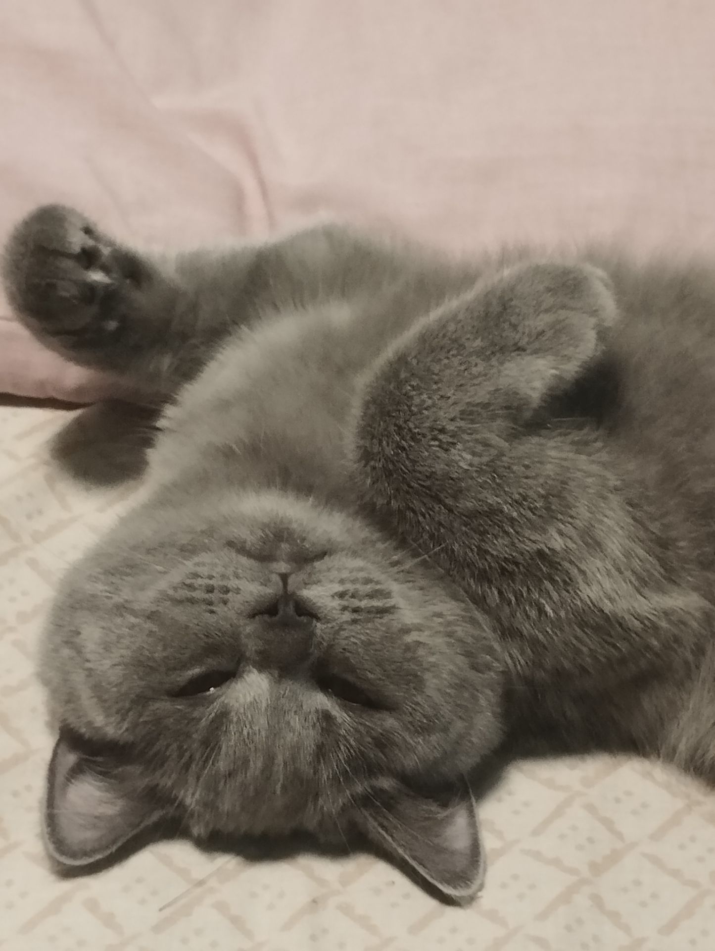Кошенятко шотландочка