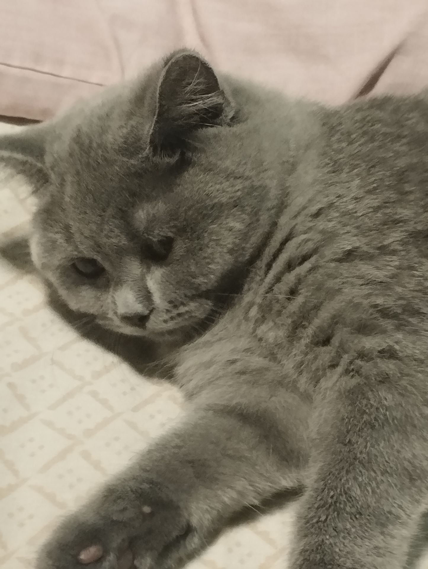 Кошенятко шотландочка