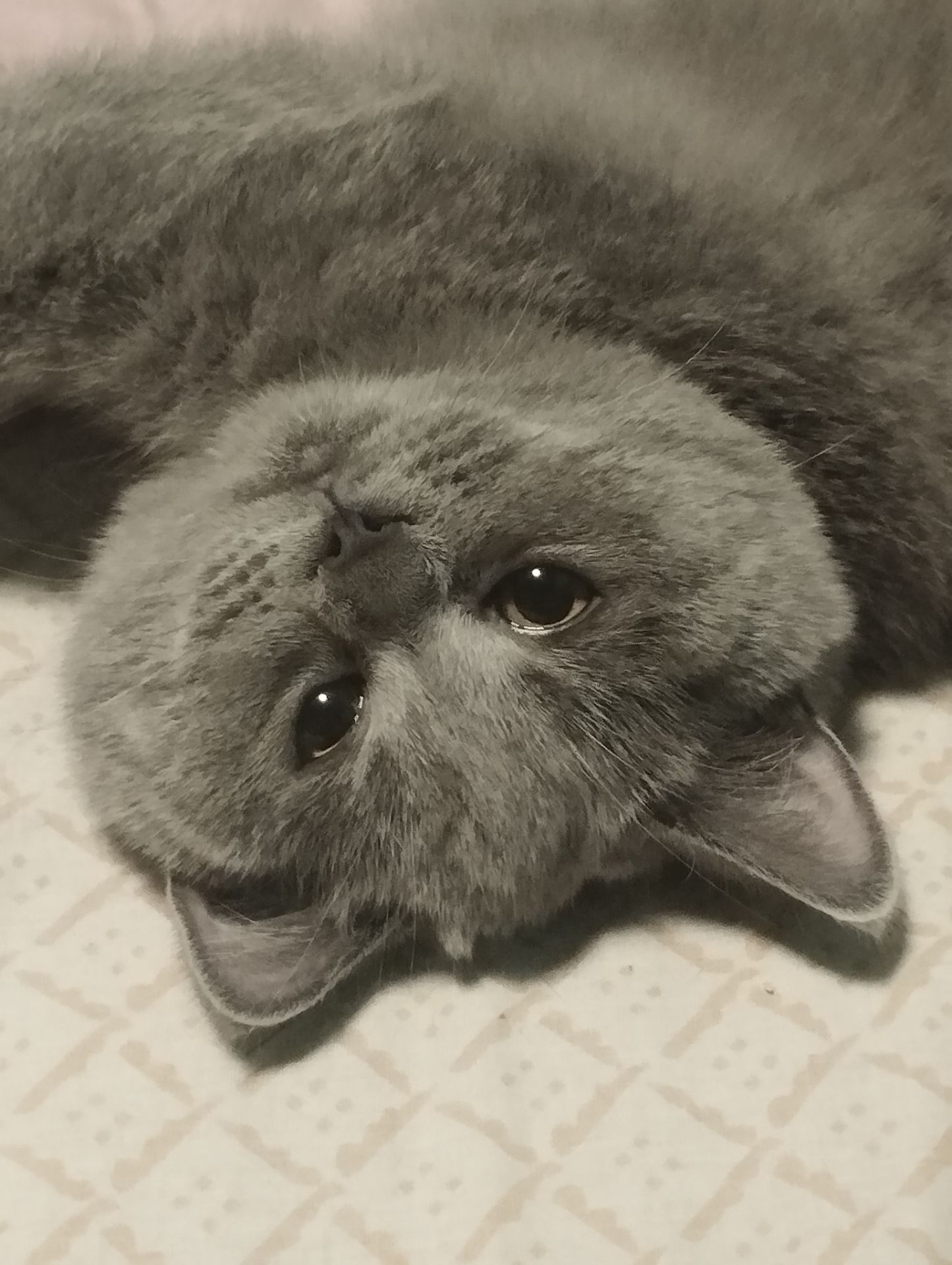 Кошенятко шотландочка
