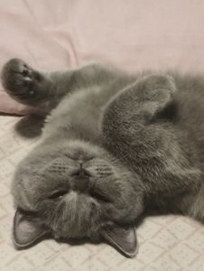 Кошенятко шотландочка