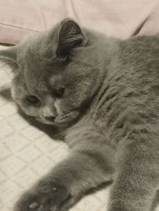 Кошенятко шотландочка