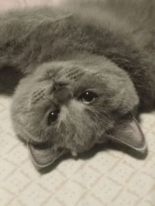 Кошенятко шотландочка