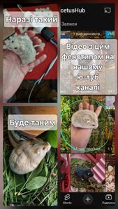 Шикарний Хом Фенотип Argente Blue Fawn