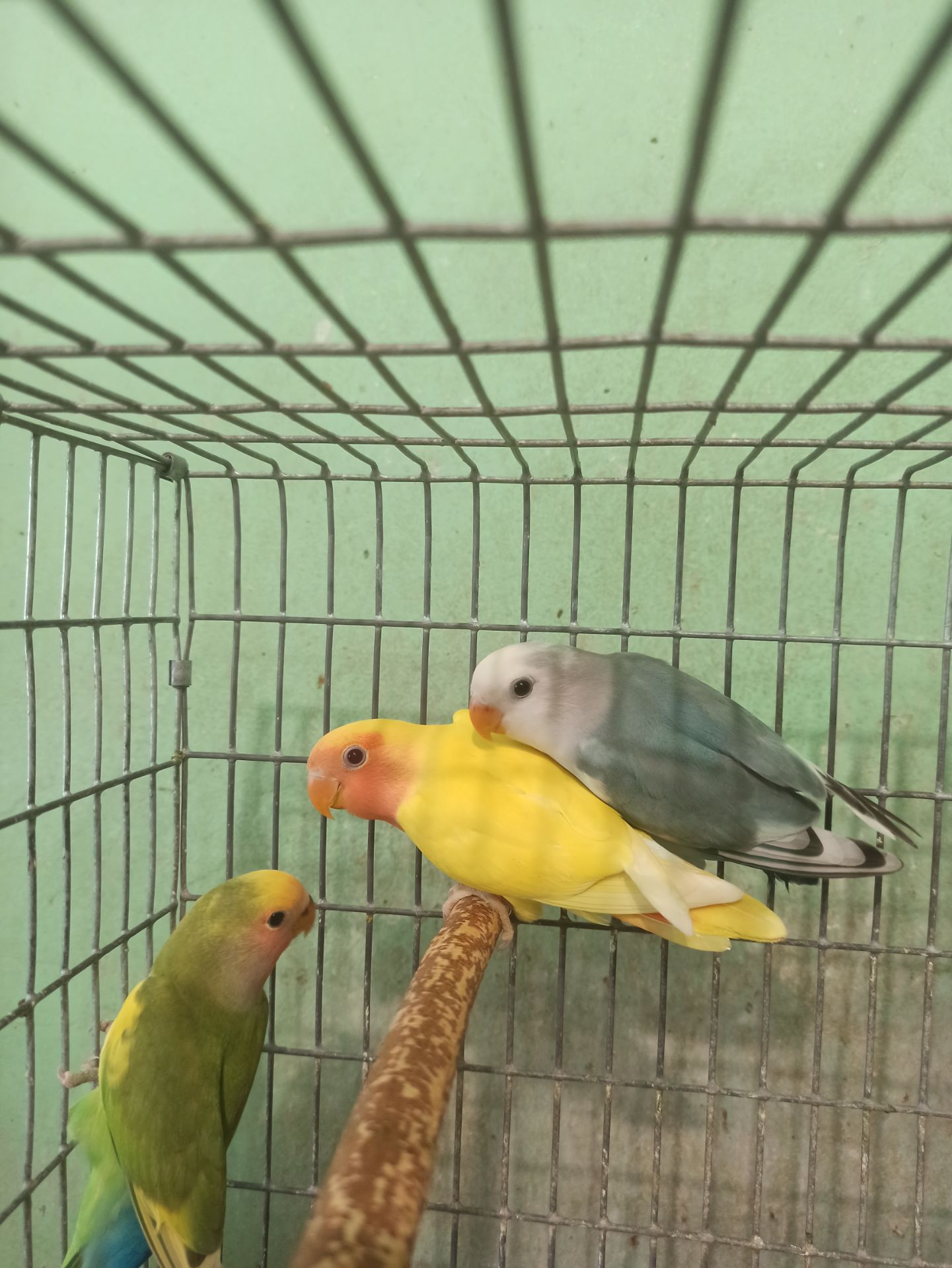 Неразлучники птенцы