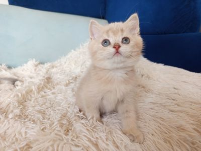 Дівчинка киця британська золота шиншила