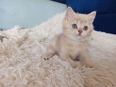 Дівчинка киця британська золота шиншила