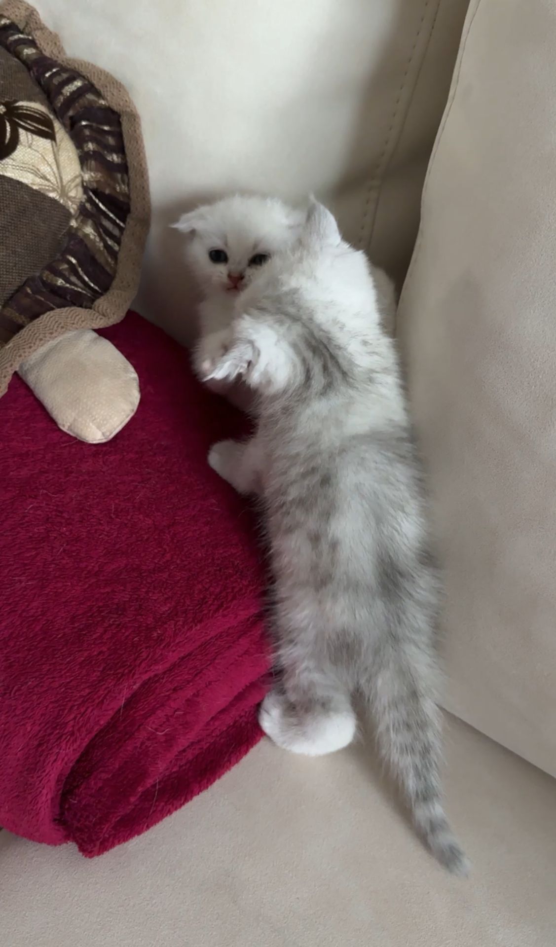 Шотландські кошенята скотиш фолд та страйт срібна шиншила