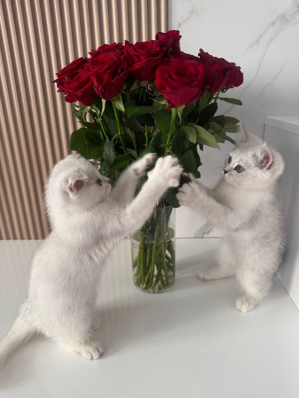 Шотландські кошенята скотиш фолд та страйт срібна шиншила