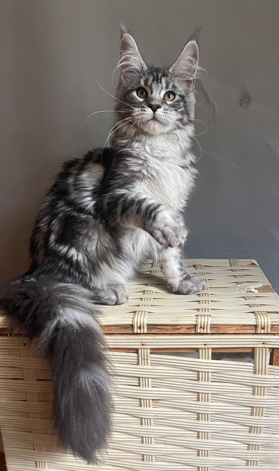 Котята Мейн Кун