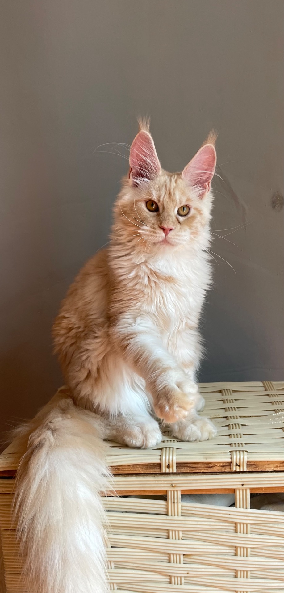 Котята Мейн Кун