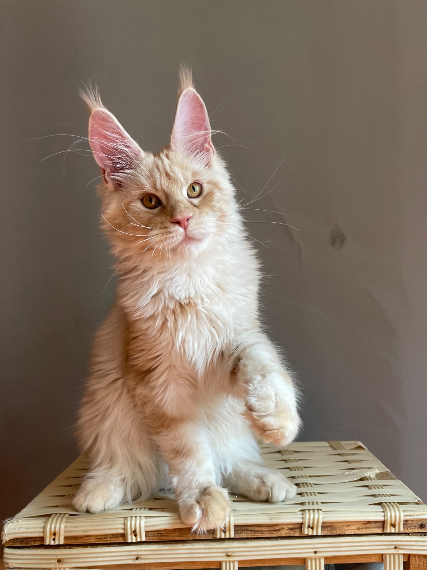 Котята Мейн Кун