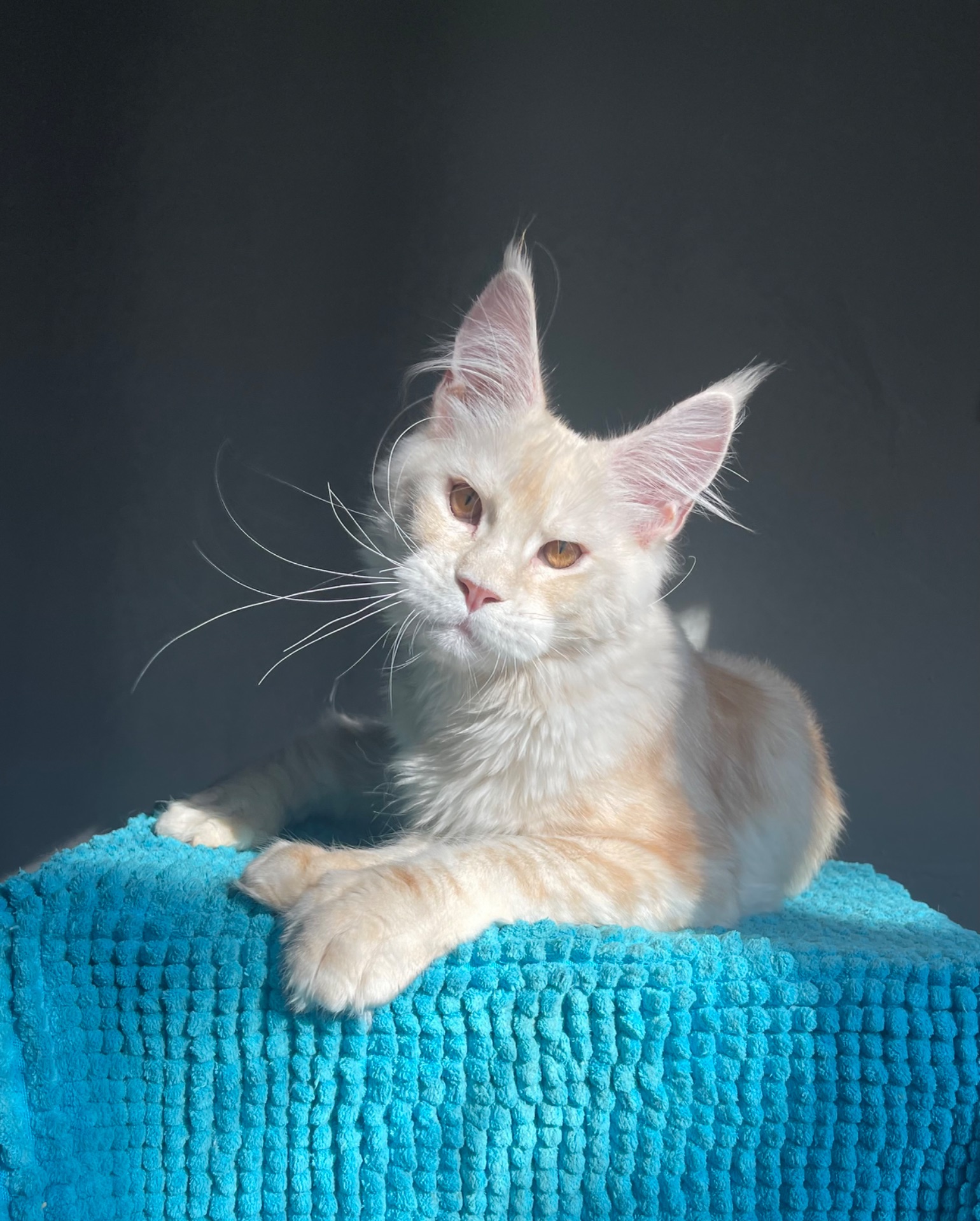 Котята Мейн Кун