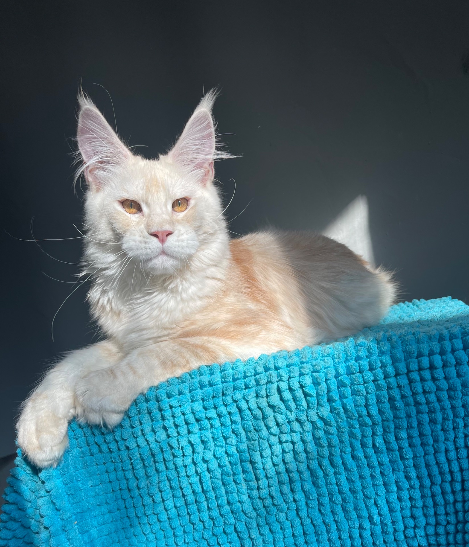Котята Мейн Кун