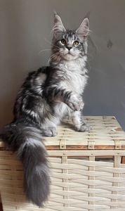Котята Мейн Кун