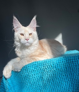 Котята Мейн Кун