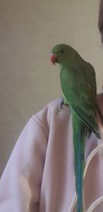 Ожереловый попугай