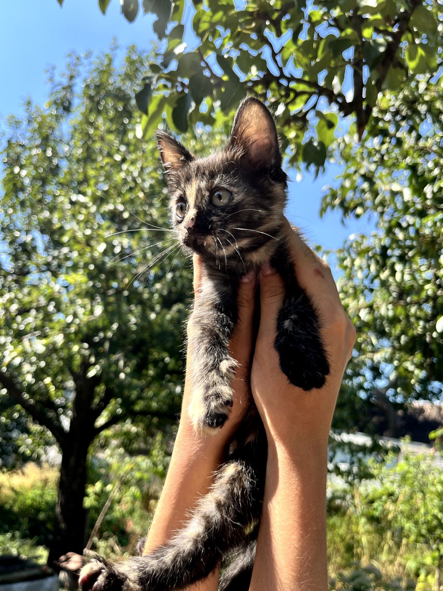 Черепаховая кошечка