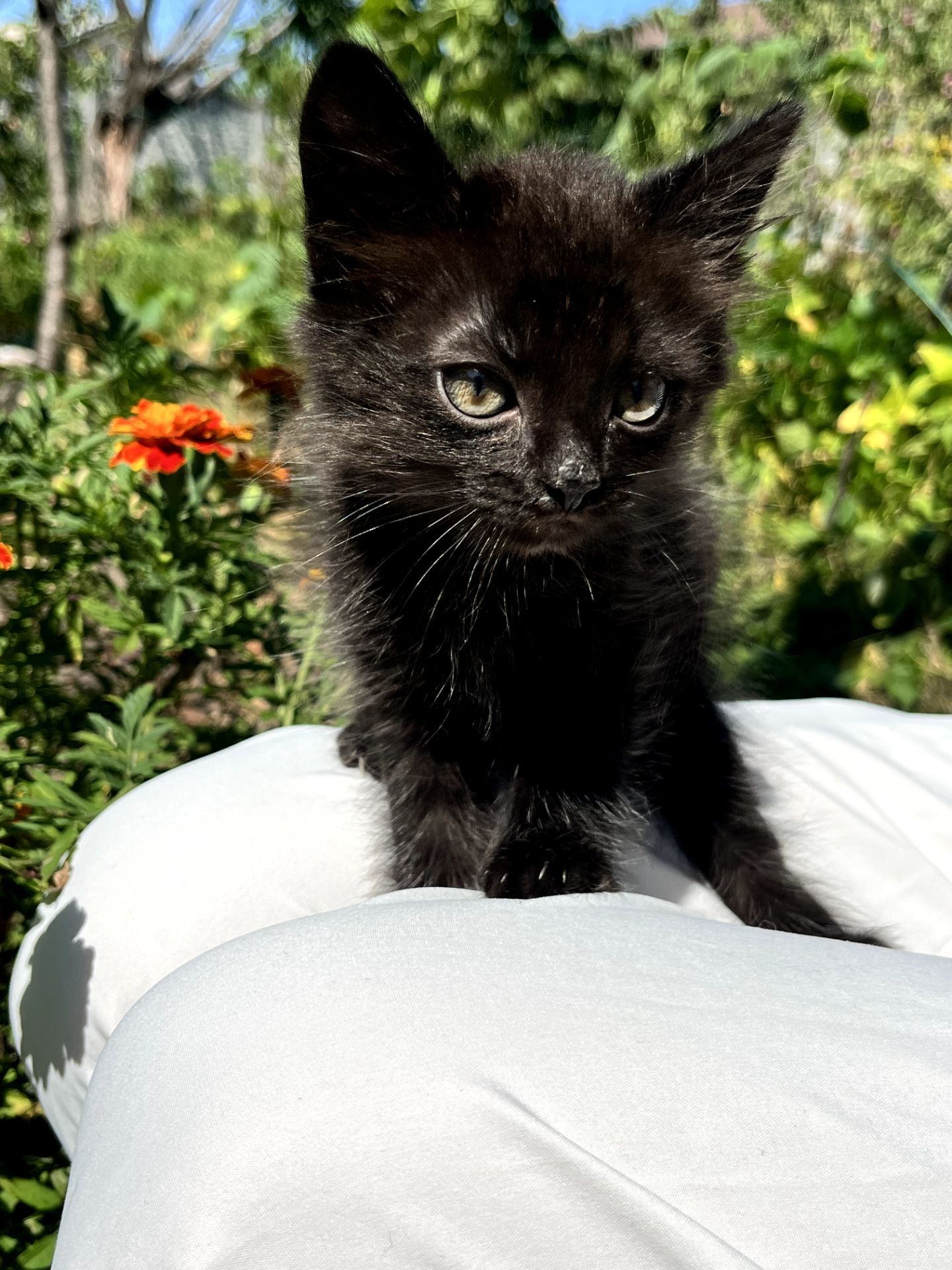 Черный котик
