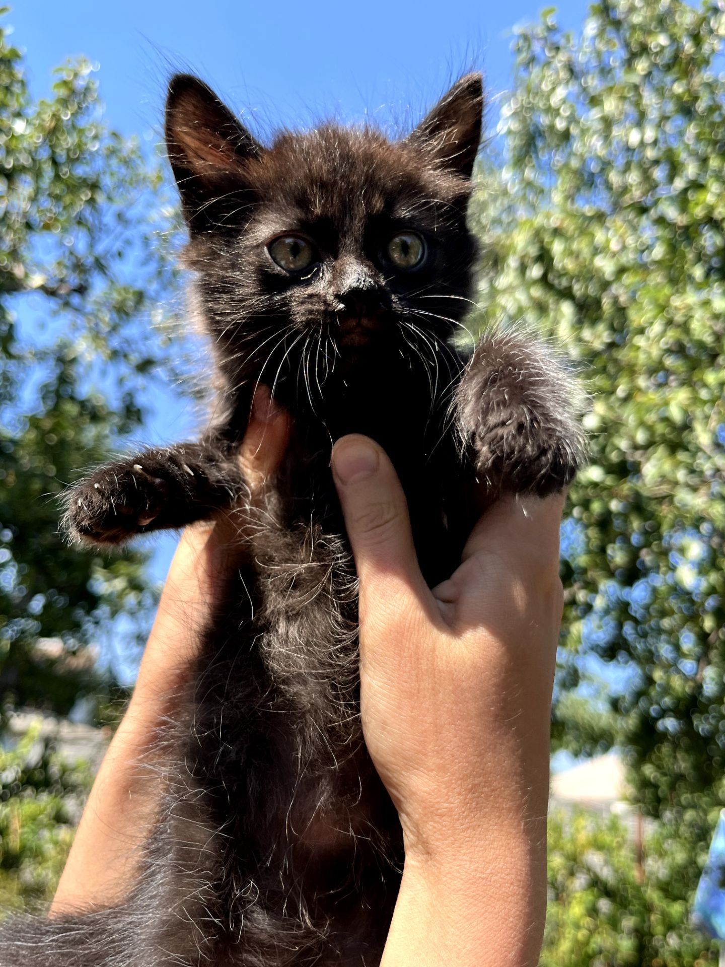 Черный котик