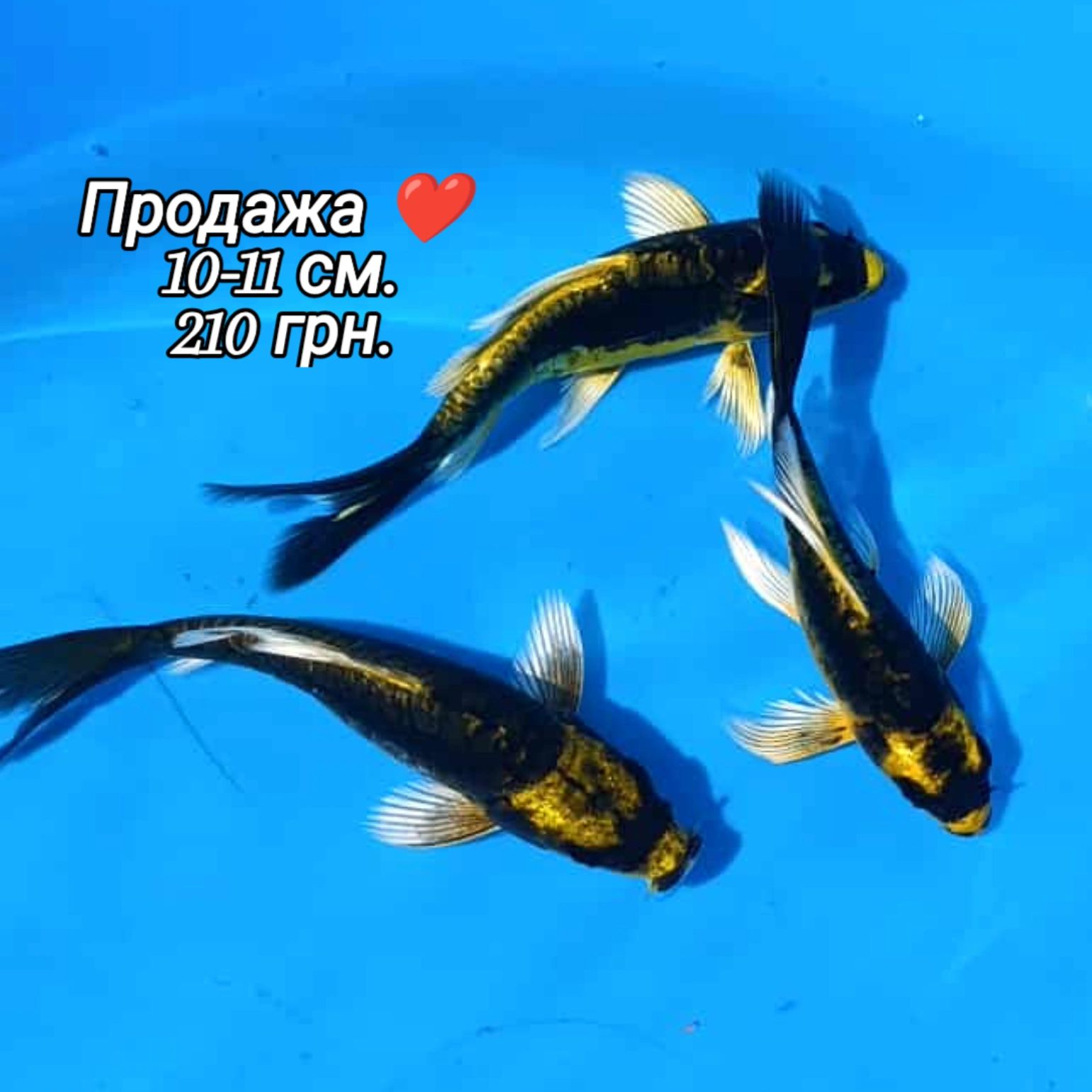 Карп Кои, Комета