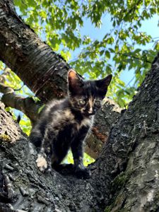 Черепаховая кошечка