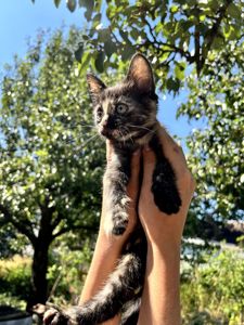 Черепаховая кошечка