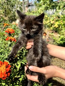 Черный котик