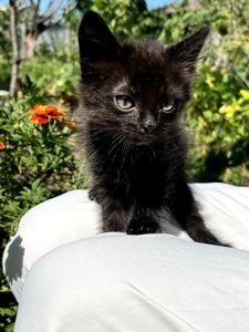 Черный котик