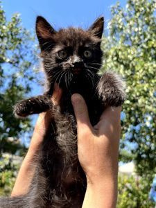 Черный котик