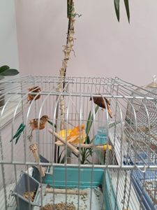 Канарейка поющая